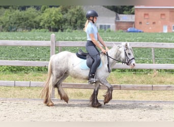 Tinker, Stute, 4 Jahre, 117 cm, Blauschimmel