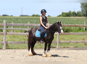 Tinker, Stute, 4 Jahre, 120 cm, Rappe