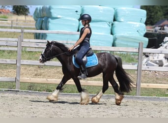 Tinker, Stute, 4 Jahre, 120 cm, Rappe