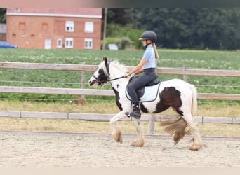 Tinker, Stute, 4 Jahre, 120 cm, Schecke