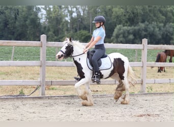 Tinker, Stute, 4 Jahre, 120 cm, Schecke