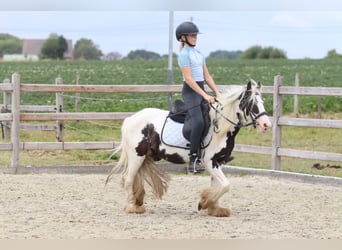 Tinker, Stute, 4 Jahre, 120 cm, Schecke