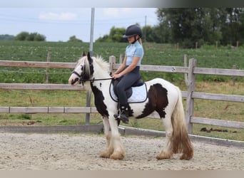 Tinker, Stute, 4 Jahre, 120 cm, Schecke