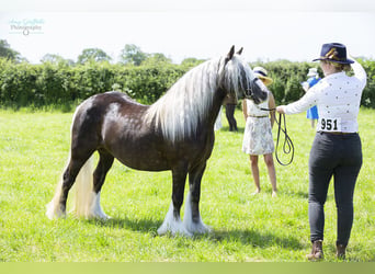Tinker, Stute, 4 Jahre, 122 cm, Falbe