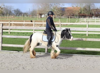 Tinker, Stute, 4 Jahre, 122 cm, Schecke