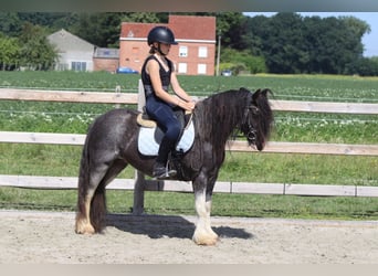 Tinker, Stute, 4 Jahre, 123 cm, Roan-Blue