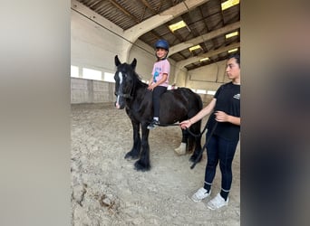 Tinker, Stute, 4 Jahre, 124 cm, Rappe