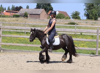 Tinker, Stute, 4 Jahre, 124 cm, Rappe
