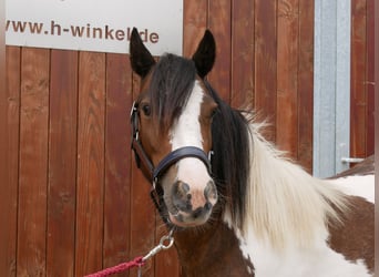Tinker, Stute, 4 Jahre, 125 cm