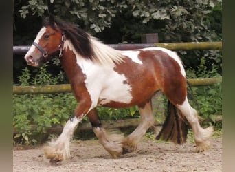 Tinker, Stute, 4 Jahre, 125 cm