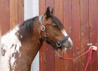 Tinker, Stute, 4 Jahre, 125 cm
