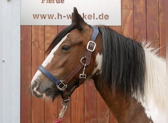 Tinker, Stute, 4 Jahre, 125 cm