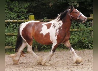 Tinker, Stute, 4 Jahre, 125 cm