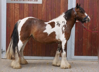 Tinker, Stute, 4 Jahre, 125 cm