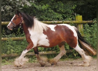 Tinker, Stute, 4 Jahre, 125 cm