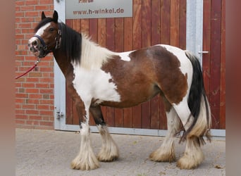 Tinker, Stute, 4 Jahre, 125 cm