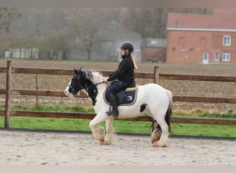 Tinker, Stute, 4 Jahre, 126 cm, Schecke