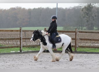 Tinker, Stute, 4 Jahre, 126 cm, Schecke