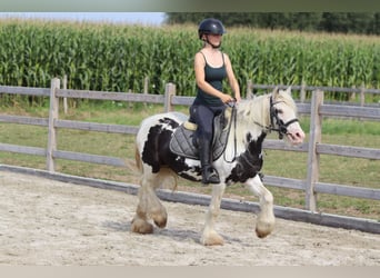 Tinker, Stute, 4 Jahre, 129 cm, Schecke