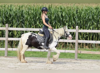 Tinker, Stute, 4 Jahre, 129 cm, Schecke