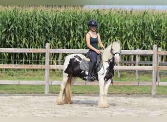 Tinker, Stute, 4 Jahre, 129 cm, Schecke
