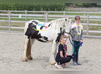 Tinker, Stute, 4 Jahre, 129 cm, Schecke