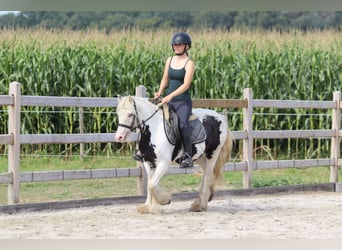 Tinker, Stute, 4 Jahre, 129 cm, Schecke