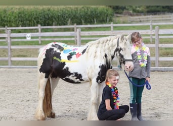 Tinker, Stute, 4 Jahre, 129 cm, Schecke