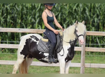 Tinker, Stute, 4 Jahre, 129 cm, Schecke