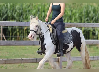 Tinker, Stute, 4 Jahre, 129 cm, Schecke