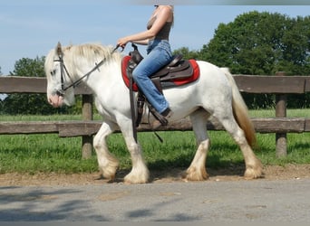 Tinker, Stute, 4 Jahre, 129 cm, Schimmel