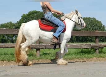 Tinker, Stute, 4 Jahre, 129 cm, Schimmel