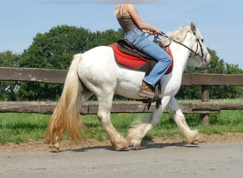 Tinker, Stute, 4 Jahre, 129 cm, Schimmel