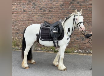 Tinker, Stute, 4 Jahre, 130 cm