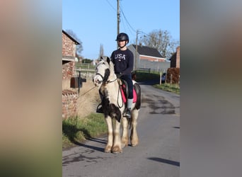 Tinker, Stute, 4 Jahre, 130 cm, Schecke