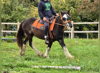 Tinker, Stute, 4 Jahre, 130 cm, Schecke