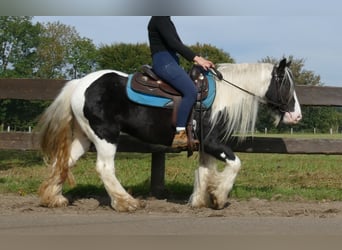 Tinker, Stute, 4 Jahre, 131 cm, Schecke