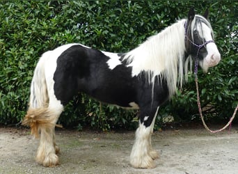 Tinker, Stute, 4 Jahre, 131 cm, Schecke