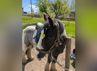 Tinker Mix, Stute, 4 Jahre, 132 cm