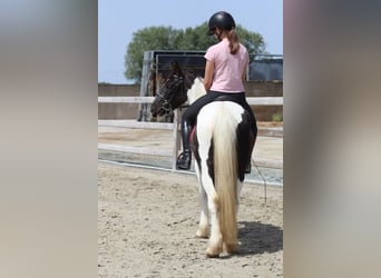 Tinker, Stute, 4 Jahre, 132 cm, Schecke