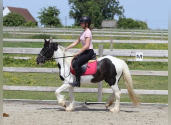 Tinker, Stute, 4 Jahre, 132 cm, Schecke