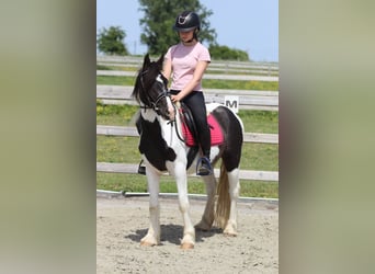 Tinker, Stute, 4 Jahre, 132 cm, Schecke