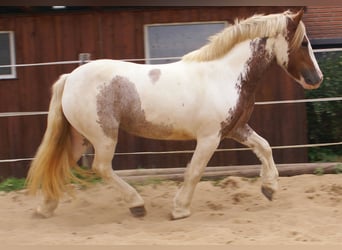 Tinker, Stute, 4 Jahre, 132 cm, Schecke