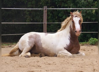Tinker, Stute, 4 Jahre, 132 cm, Schecke