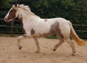 Tinker, Stute, 4 Jahre, 132 cm, Schecke