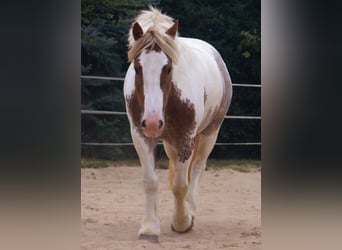 Tinker, Stute, 4 Jahre, 132 cm, Schecke