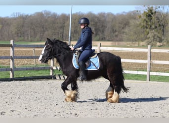 Tinker, Stute, 4 Jahre, 133 cm, Rappe