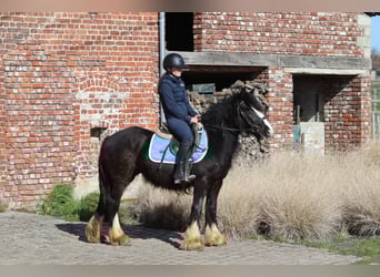 Tinker, Stute, 4 Jahre, 133 cm, Rappe