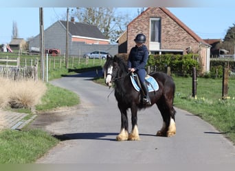 Tinker, Stute, 4 Jahre, 133 cm, Rappe