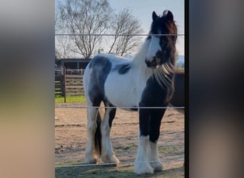 Tinker Mix, Stute, 4 Jahre, 135 cm, Tobiano-alle-Farben